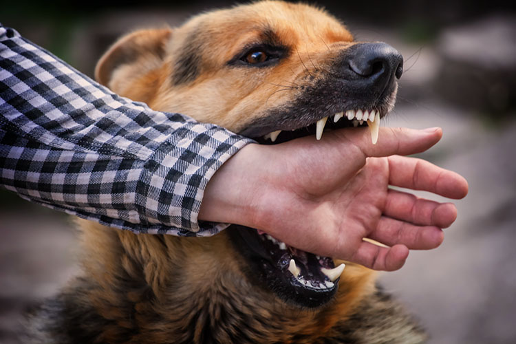 4 meninggal di Bima digigit anjing rabies 