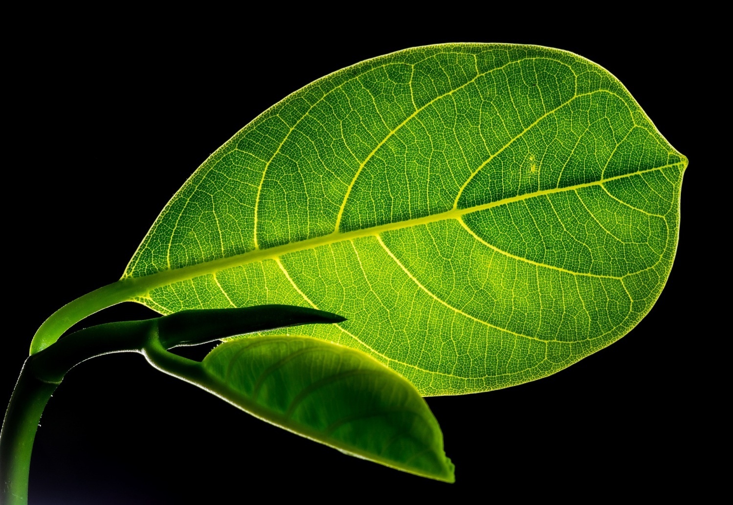 Daun Sambung Nyawa