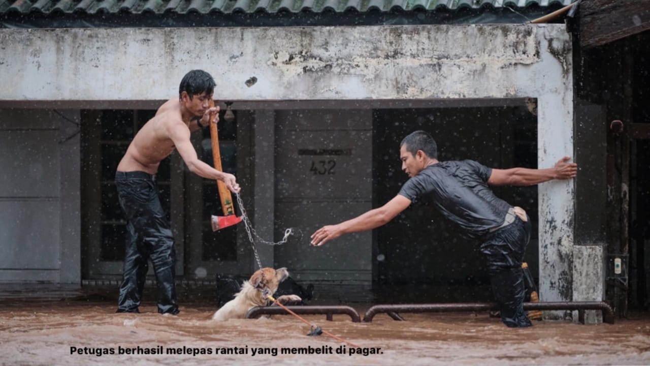 menyelamatkan_hewan_saat_banjir