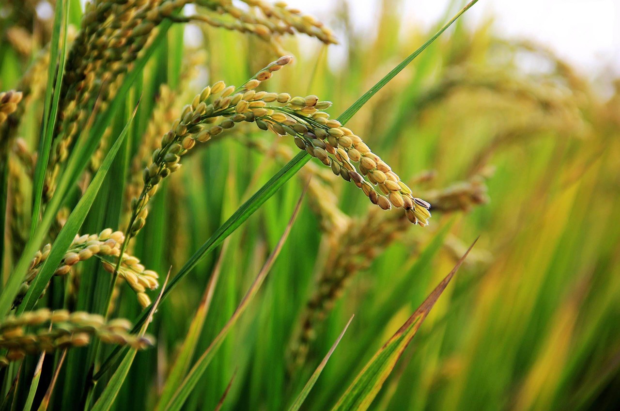 perubahan_iklim_kurangi_nutrisi_nasi_beras_oadi