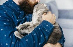 kucing_stres_lockdown