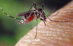 Beda Demam Berdag dan demam Berdarah Dengue