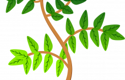 daun_salam_obat_diabetes