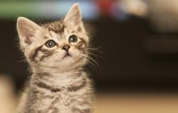 kucing_tidak_sebabkan_tokso