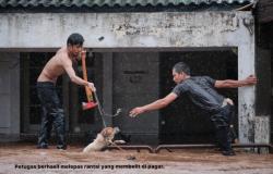 menyelamatkan_hewan_saat_banjir