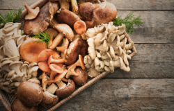 manfaat konsumsi jamur untuk kesehatan